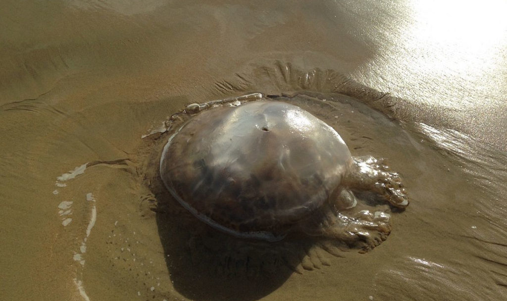 rolfing, powięź, masaż powięziowy