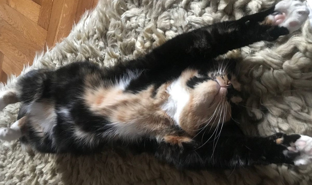 rolfing, terapia powięziowa, powięź